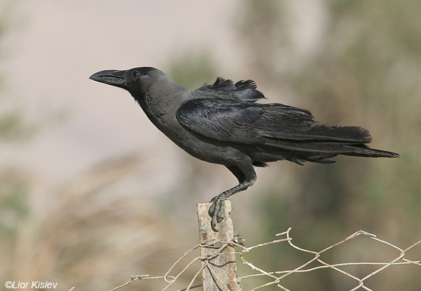  עורב הודי  House Crow  Corvus splendens                           החוף הצפוני,אילת,מאי 2008.צלם:ליאור כסלו